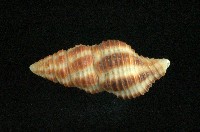 紅斑塔旋螺藏品圖，第2張